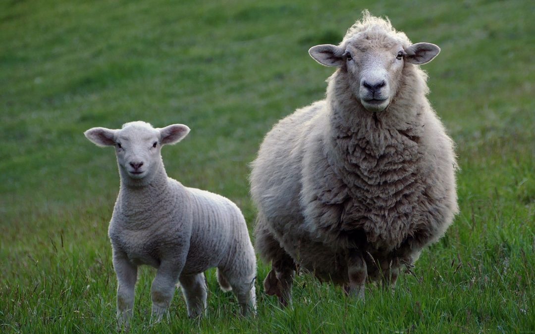 informatieavond schapen/geiten