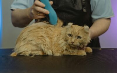 Vachtverzorging bij de dierenartsenpraktijk