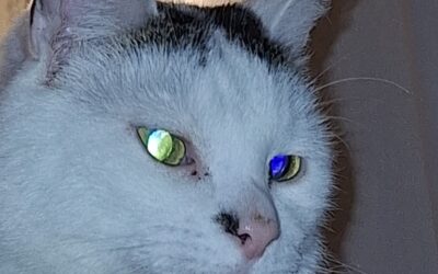 Vachtverzorging bij de dierenartsenpraktijk